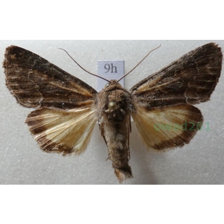 Thalpophila matura (Hufnagel, 1766) Ponurzyca źralica Czech9h
